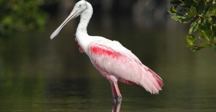 Everglades National Park: Private 2.5-Hour Photo Safari - Experience Highlights