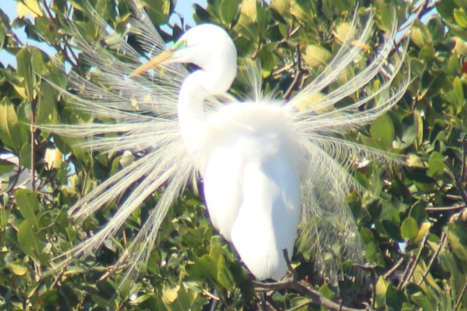 Everglades National Park Small Group Guided Boating & Walking Tour Expedition - Captain Dan and Expert Guide