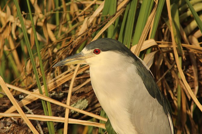 Everglades National Park Small Group Guided Boating & Walking Tour Expedition - Tips and Recommendations
