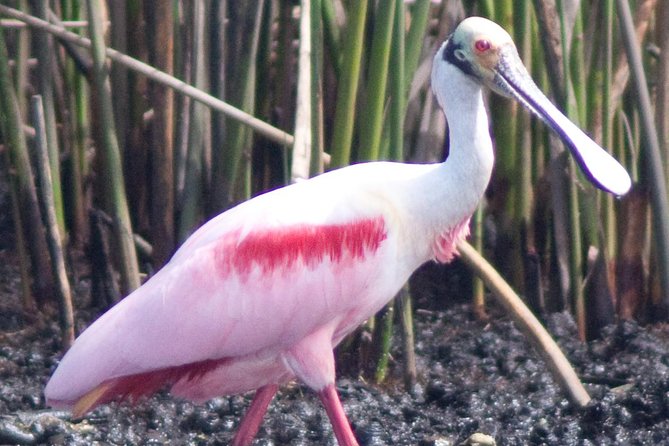 Everglades National Park Small Group Guided Boating & Walking Tour Expedition - Common Questions