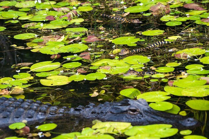 Everglades Park from Miami with Roundtrip Transportation - FAQs