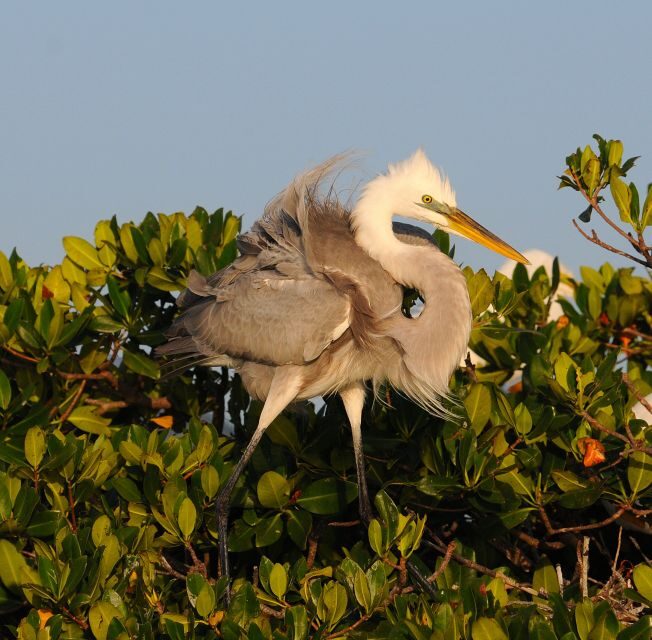 Everglades Private 2.5 Hour Photo and Birding Safari - The Cost and What You’re Paying For