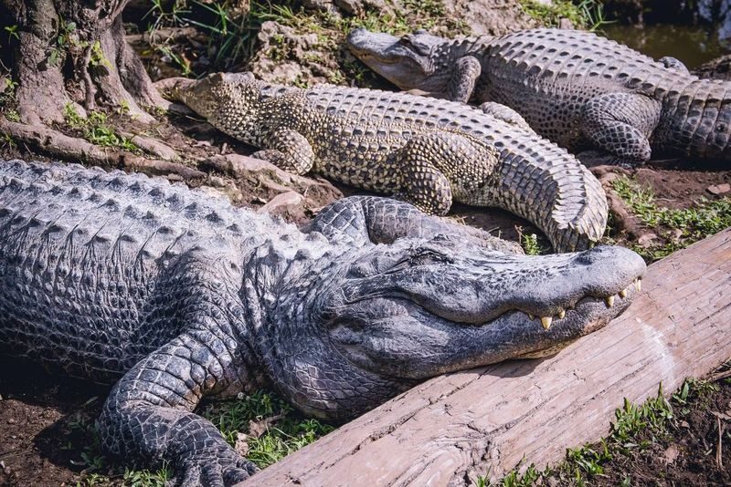 Everglades Safari Park Ticket in Florida - The real cost, including park fees