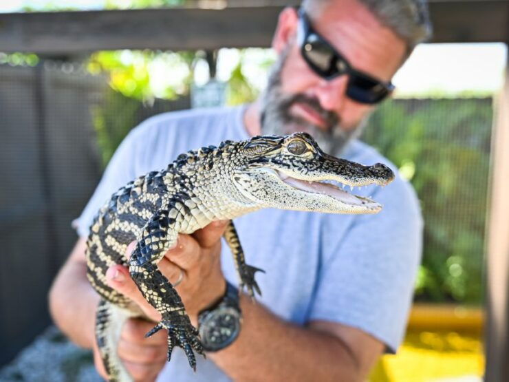 Everglades: Sawgrass Park Day Time Airboat Tour & Exhibits - Experience Highlights