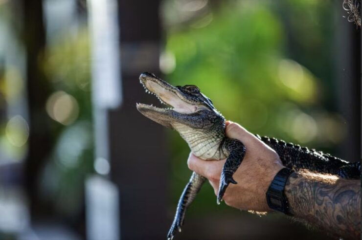 Everglades: Sawgrass Park Reptile Exhibit Private Tour - Tour Details