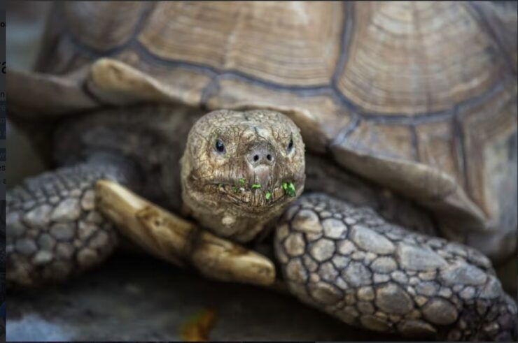 Everglades: Sawgrass Park Reptile Exhibit Private Tour - Experience Highlights