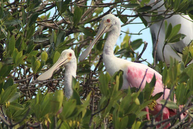 Everglades Small Group Guided Boating & Walking Tour Expedition - Final Thoughts