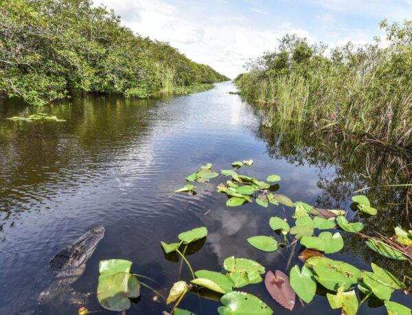 Everglades: Summer Sunset Tour on Small Private Airboat - Booking and Confirmation Process