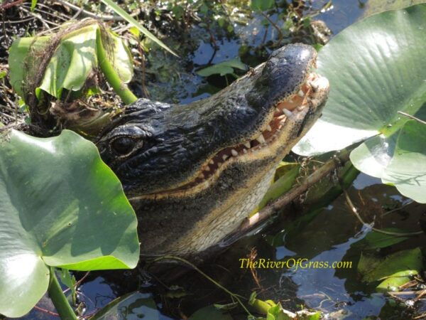 Everglades: Summer Sunset Tour on Small Private Airboat - Common Questions