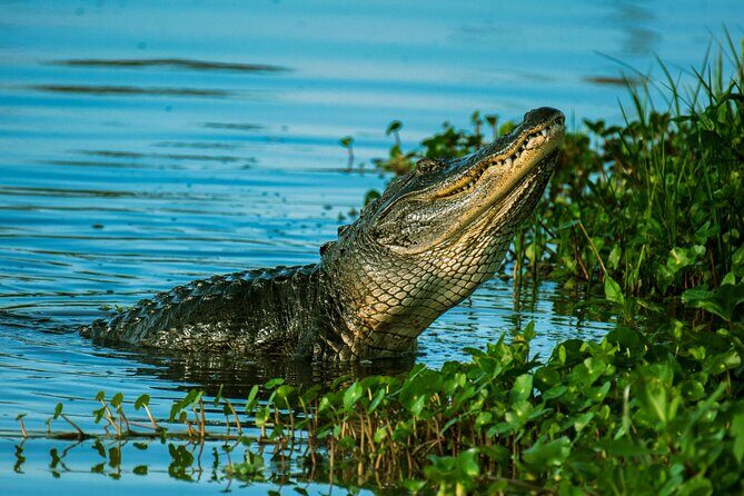 Everglades Tour from Miami Beach with Transportation - Practical Tips for Travelers