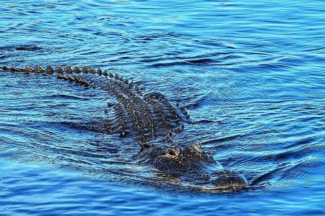 Everglades Tour from Miami with Transportation - The Highlight: The Airboat Ride