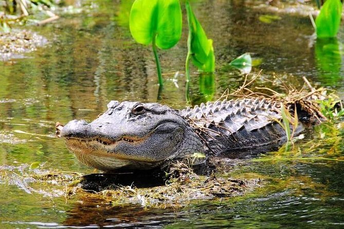 Everglades Tour in Miami - Cancellation Policy