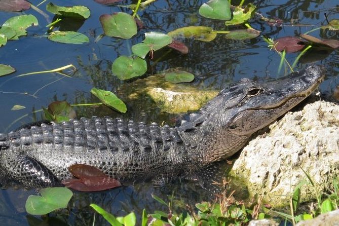 Everglades Tour in Miami - The Sum Up