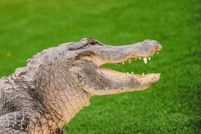 Everglades VIP Airboat Tour With Transportation Included - Cancellation Policy