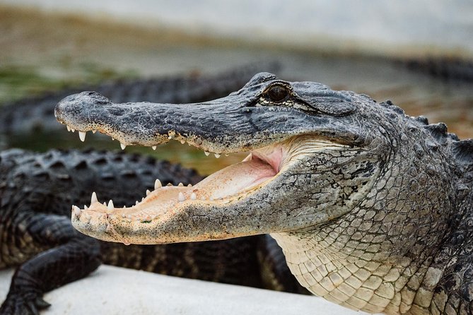 Everglades VIP Airboat Tour With Transportation Included - Traveler Photos