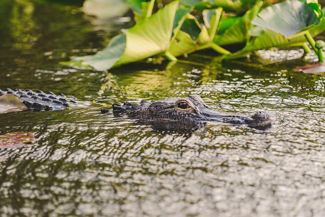 Everglades VIP Airboat Tour With Transportation Included - Common Questions