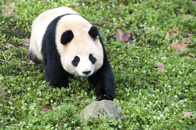 Everland Admission Ticket in Local Popular Cafe [hotelpickup] - Ticket Confirmation and Accessibility