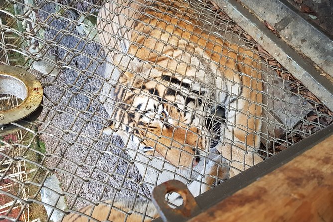 Everland or Lotte World Theme Park Day Trip From Seoul - Pricing and Booking Details