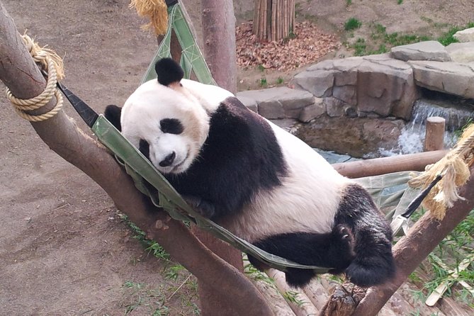 Everland Private Shuttle "Total Private Tour: More Members Less Cost" - Overview of Everland Private Shuttle