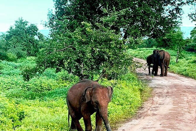 Everything in Udawalawe (Safari, Accommodation with Half Board) - Good To Know