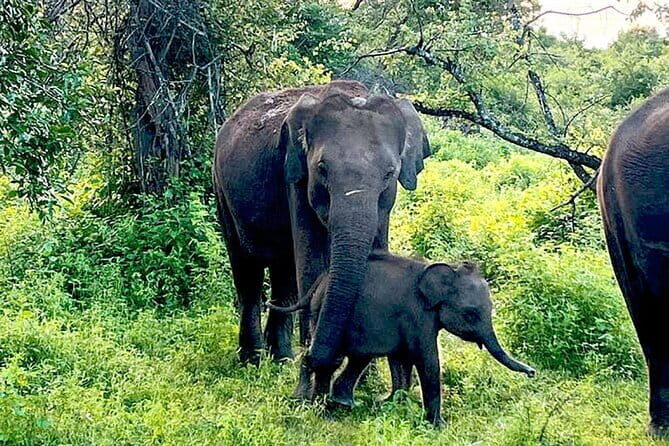 Everything in Udawalawe (Safari, Accommodation with Half Board) - Who Would Love This Experience?