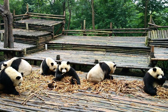 Everything Panda Private Day Tour in Chengdu - Transportation Details