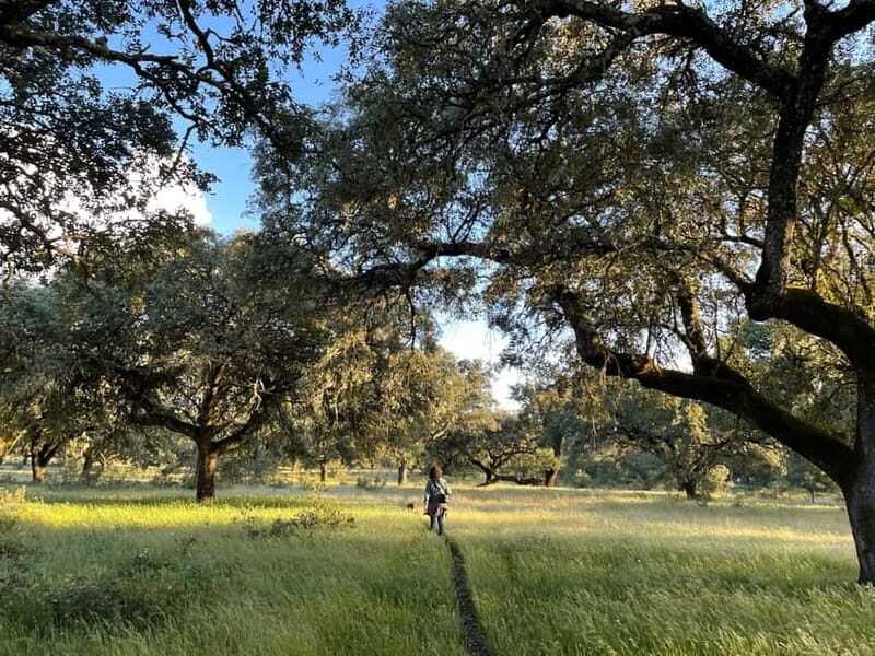 Évora: Cork Factory and Cork Farm Lunch included - Exploring the Itinerary: What You Can Expect