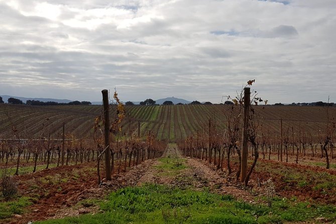 Évora (Cork & Wine) Private Tour - Cork Factory Tour and Wine Tasting