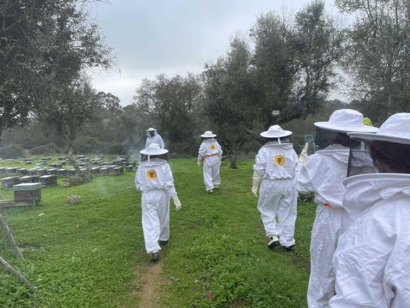 Évora or Montemor: Beekeeping, Chocolate factory, Wine tasting - Starting with Beekeeping: The Sweetest Introduction