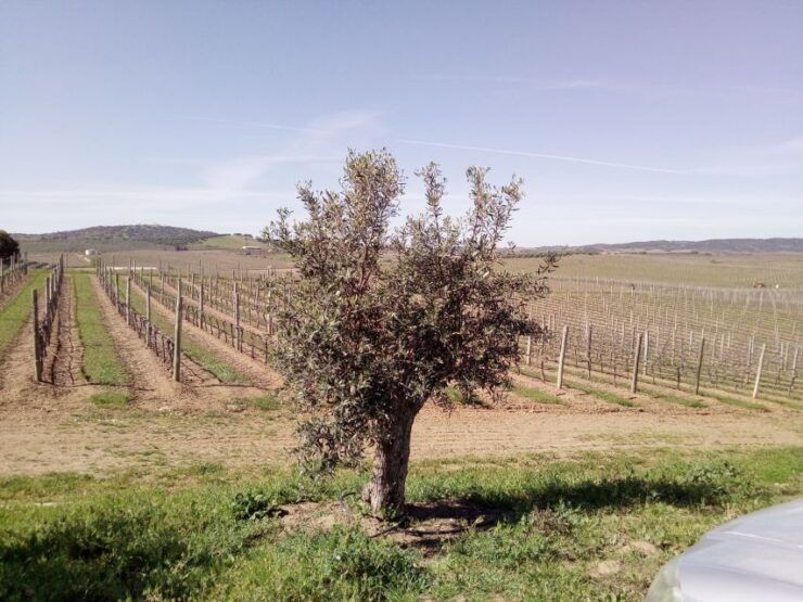 Évora Town and the Olive Oil, Wine, and Cork Triangle - Tour Highlights