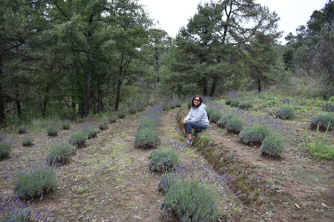 Ex Hacienda, Lavender Ranch, and Valquirico (Private Tour) - Visit Rancho San Martin Lavanda