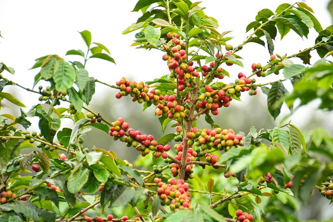 Exciting Coffee Tours From Nairobi - Good To Know