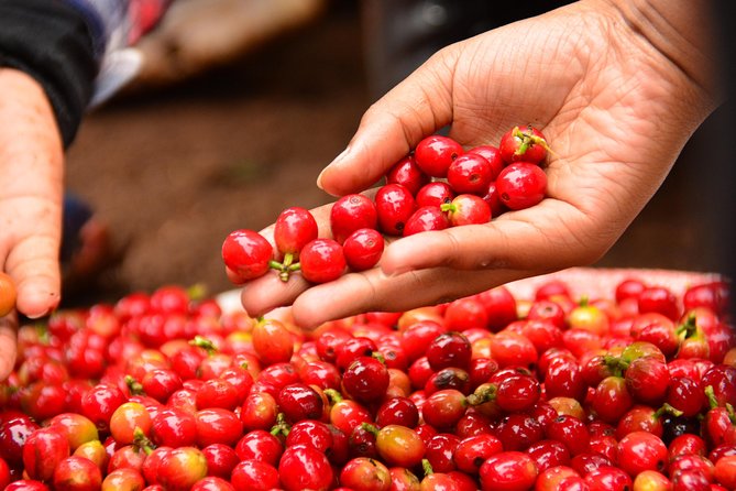 Exciting Coffee Tours From Nairobi - Additional Tour Information