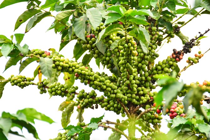 Exciting Coffee Tours From Nairobi - Directions and Booking Information