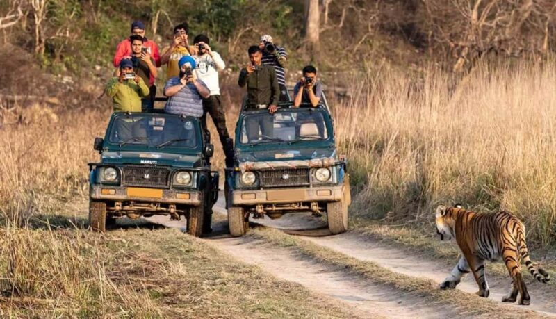 Exciting Day Trip from Jaipur to Ranthambore Wildlife Safari - Cost and Value Assessment