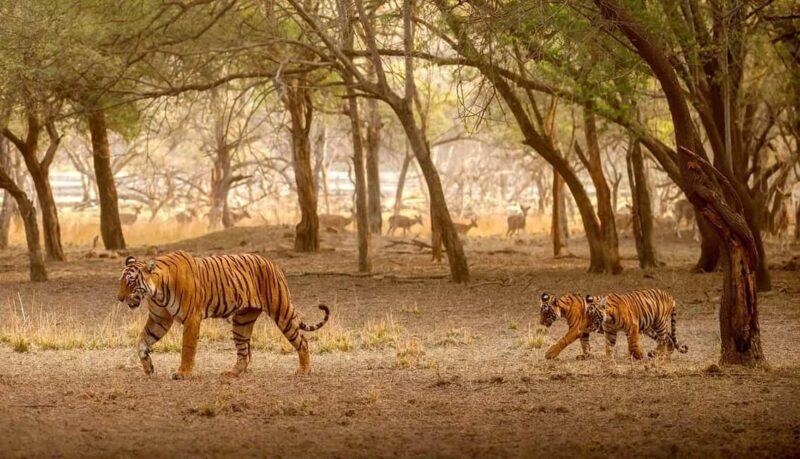Exciting Day Trip from Jaipur to Ranthambore Wildlife Safari - Who Should Consider This Tour?
