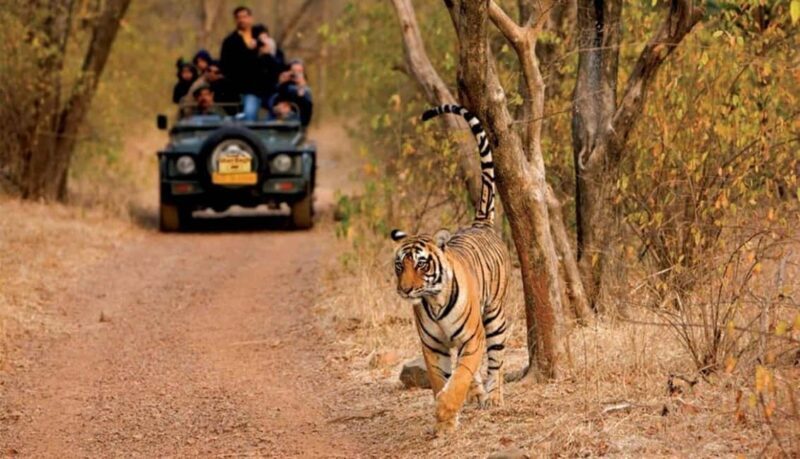 Exciting Day Trip from Jaipur to Ranthambore Wildlife Safari - Authentic Insights from Reviews