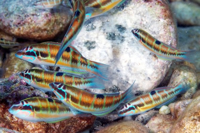 Exciting PADI Discover Scuba Diving Experience Isola Bella Marine Park Taormina - Cancellation Policy