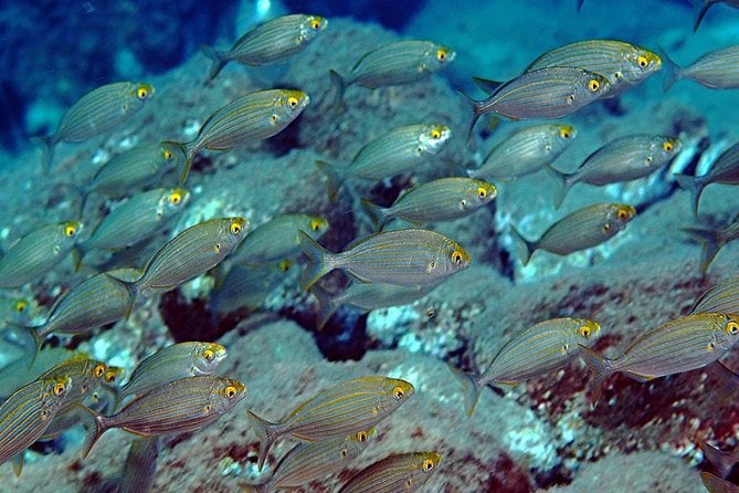 Exciting PADI Discover Scuba Diving Experience Isola Bella Marine Park Taormina - Common Questions