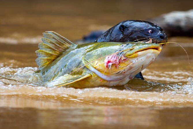 Exciting Pantanal Wildlife Adventure From Cuiaba - Tour Highlights