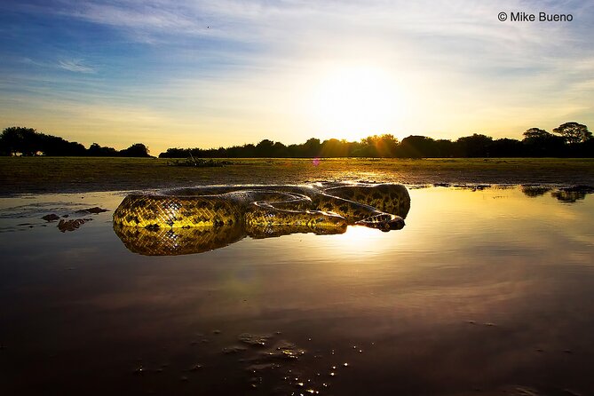 Exciting Pantanal Wildlife Adventure From Cuiaba - Wildlife Encounters