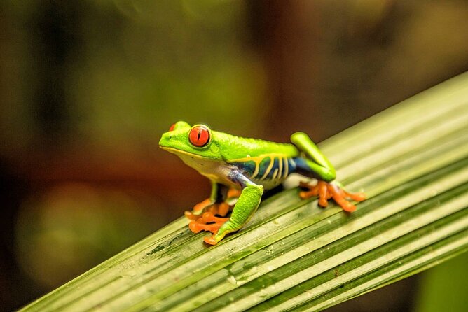 Exciting Rainforest Tour: Spot Wildlife and Waterfalls - Tour Highlights