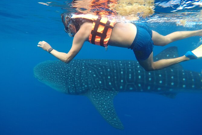 Exciting Swim With Whale Sharks Private VIP Tour - Personalized Attention and Flexibility
