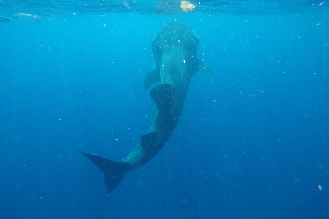 Exciting Swim With Whale Sharks Private VIP Tour - Premium Private VIP Tour