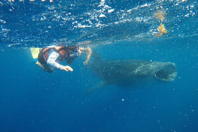 Exciting Swim With Whale Sharks Private VIP Tour - Convenient Transportation Logistics