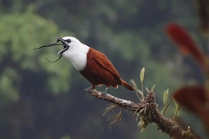 Exciting Wildlife Adventure at Curi-Cancha Reserve - Location and Habitat Details