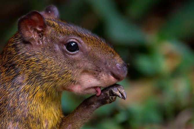 Exciting Wildlife Adventure at Curi-Cancha Reserve - Guided Experience Information