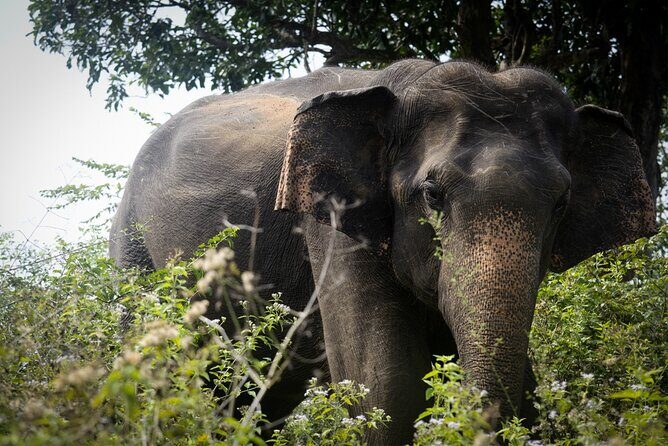 Exclusive 3-Hour Private Jeep Safari at Udawalawe National Park - Breaking Down the Itinerary