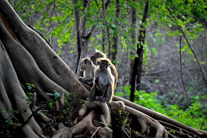 Exclusive 3-Hour Private Jeep Safari at Udawalawe National Park - Who Is This Tour Best For?