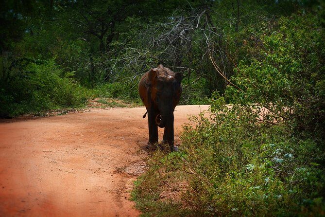 Exclusive 3-Hour Private Jeep Safari at Udawalawe National Park - Final Thoughts